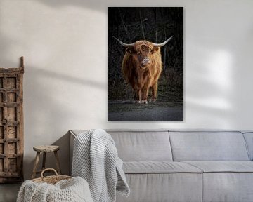 Schotse hooglander in Scheveningen van Merle van Faassen