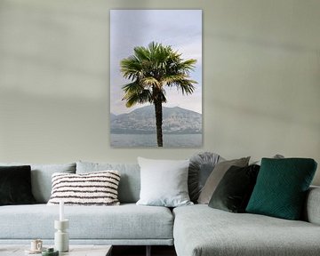 Tropische Palme in Italien | Grün | Botanisches Bild von Mirjam Broekhof