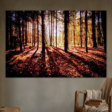 Soleil matinal dans la forêt