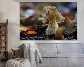 Le plus beau champignon en forme de fleur