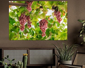 Raisins bleus avec des feuilles vertes suspendus à une vigne sur Alex Winter