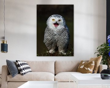 Snowy owl makes himself heard. by Petra Vastenburg