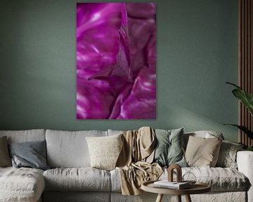Purple cabbage by Nicky Schouten