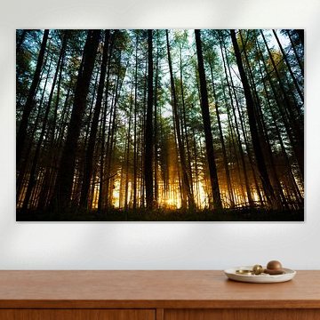 Ochtendlicht in het bos