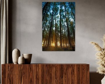 Ochtendlicht in het bos