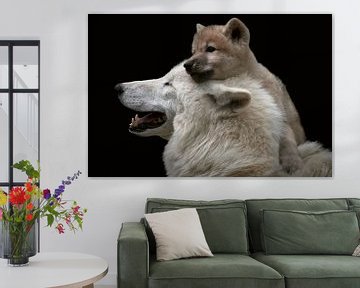 Polarwolf Welpe, Canis lupus arctos von Thomas Marx