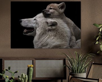 Poolwolf pup omhelst moeder van Thomas Marx