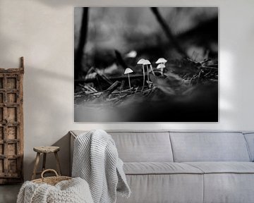 Mycena paddenstoel in zwart wit van Jochem van der Meer