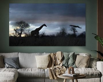 Giraffe in the evening by Andius Teijgeler