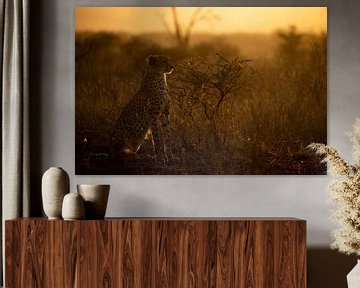 Cheetah at sunset by Andius Teijgeler