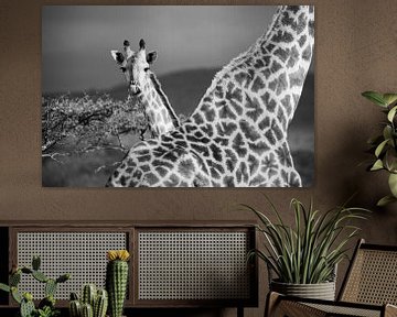Jeune girafe en noir et blanc sur Andius Teijgeler