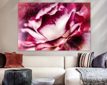 Enchanting rose blossom by Nicc Koch