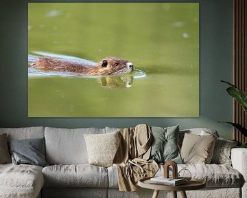 Nutria (Myocastor coypus) van Dirk Rüter