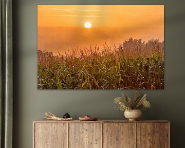 Sunrise during the golden hour over a cornfield shrouded in fog by Kim Willems