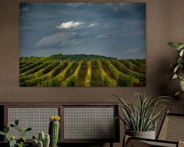 Vineyard by Frans Scherpenisse