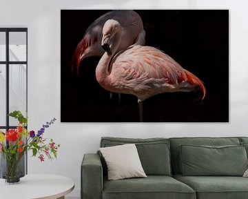Flamingo (Phoenicopteridae) van Gert Hilbink