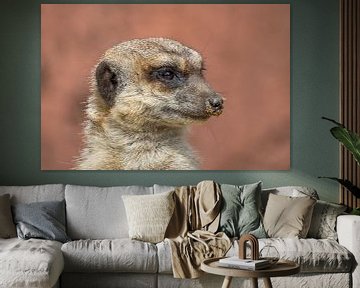 Portrait d'un suricate sur John van de Gazelle fotografie