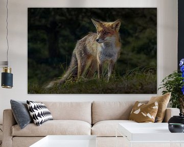 Fox, Red fox (Vulpes) by Gert Hilbink
