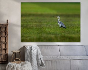Grey Heron by Roland Brack