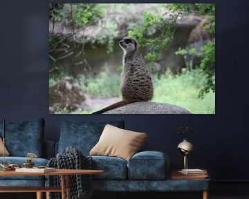 Pose de suricate sur Marianne van den Bogaerdt