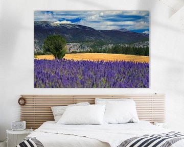 Lavender field in Provence by MARK.pix