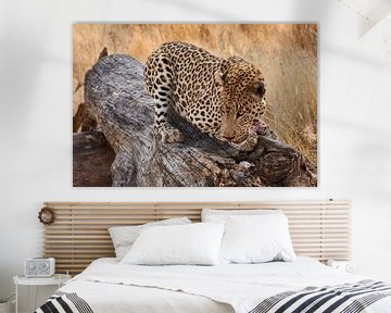 Leopard feeding by Thomas Marx