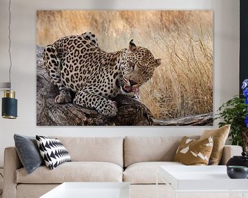 Luipaard - Panthera pardus van Thomas Marx