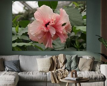 Flower, pink Hibiscus