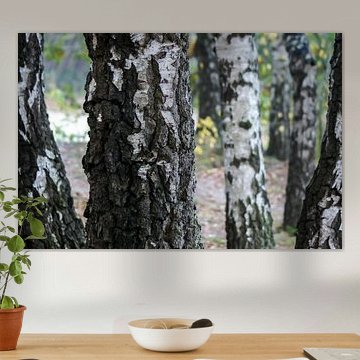Birch