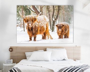 Portrait of a Scottish Highlander cow and calf in the snow during winter by Sjoerd van der Wal