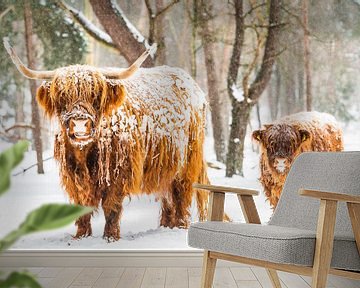 Portret van een Schotse Hooglander koe en kalf in de sneeuw tijdens de winter van Sjoerd van der Wal Fotografie