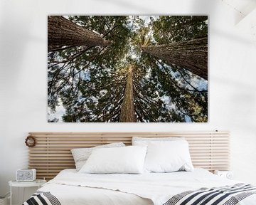 Redwood bomen van Thomas Marx