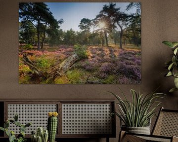 Flowering heathland during a misty sunrise by Original Mostert Photography