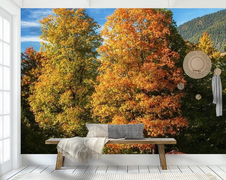 Beispiel fototapete: Wandern in Bayern im Herbst. Mit großen Bäumen und Almhütte von Daniel Pahmeier