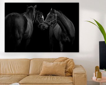 Three horses black and white