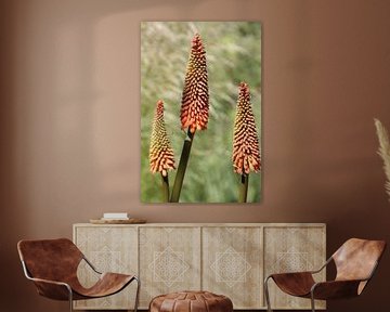 Blume, Aloe Vera von Marianne van den Bogaerdt
