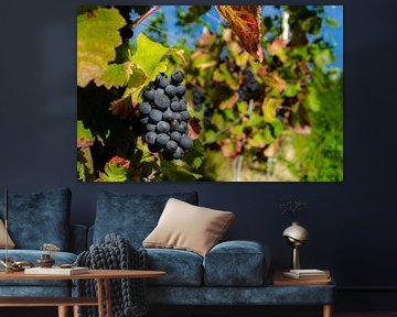 Rijpe blauwe druiven aan de wijnstok in de wijngaard van Dieter Walther