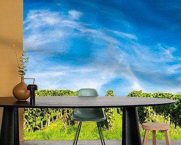 Wijnranken in een wijngaard met sluierwolken in de lucht van Dieter Walther
