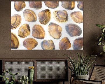 Shells in earth tones on white background by Lisette Rijkers