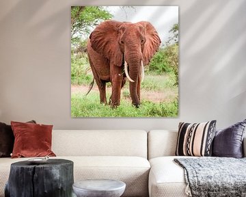 African Elephant van Alex Hiemstra