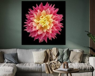 Dahlia 'Omega sur Paul Heijmink