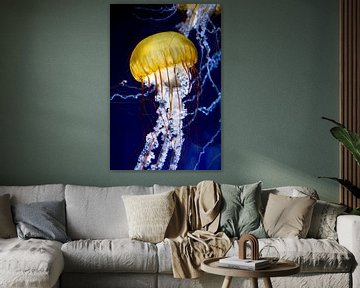 Pacific compass jellyfish (Chrysaora fuscescens) by Dirk Rüter