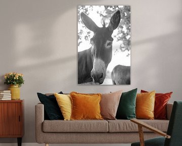 Esel in Schwarz und Weiß von DsDuppenPhotography