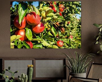 Rijpe dessertappels Jona Gold met groene bladeren aan de boom van Dieter Walther