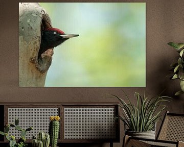 Zwarte specht (Dryocopus martius) van Vienna Wildlife