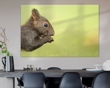 Squirrel by Vienna Wildlife