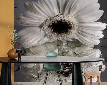 White Gerbera 