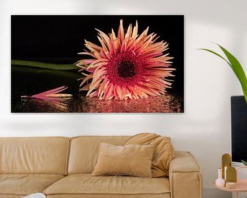 Gerbera met een verloren blaadje. (panorama) van Marjolijn van den Berg