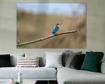 de Ijsvogel