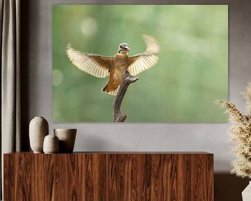 IJsvogel alcedo atthis van Vienna Wildlife